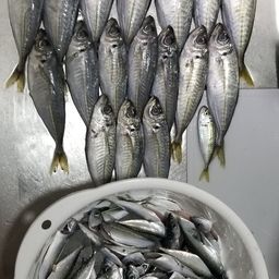 アジ