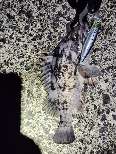 クロソイの釣果