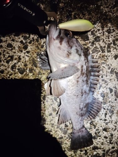 クロソイの釣果