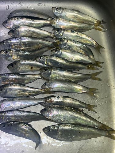 ママカリの釣果