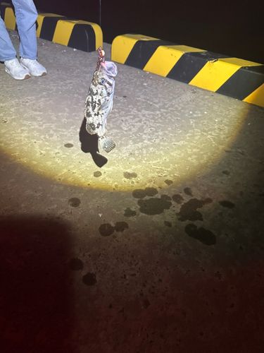 クロソイの釣果