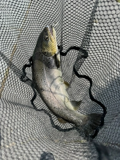 ブラウントラウトの釣果