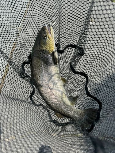 ブラウントラウトの釣果