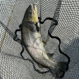 ブラウントラウト