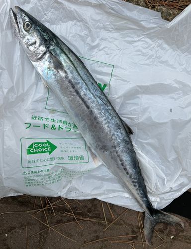 サゴシの釣果