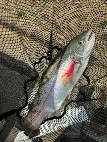 ニジマスの釣果