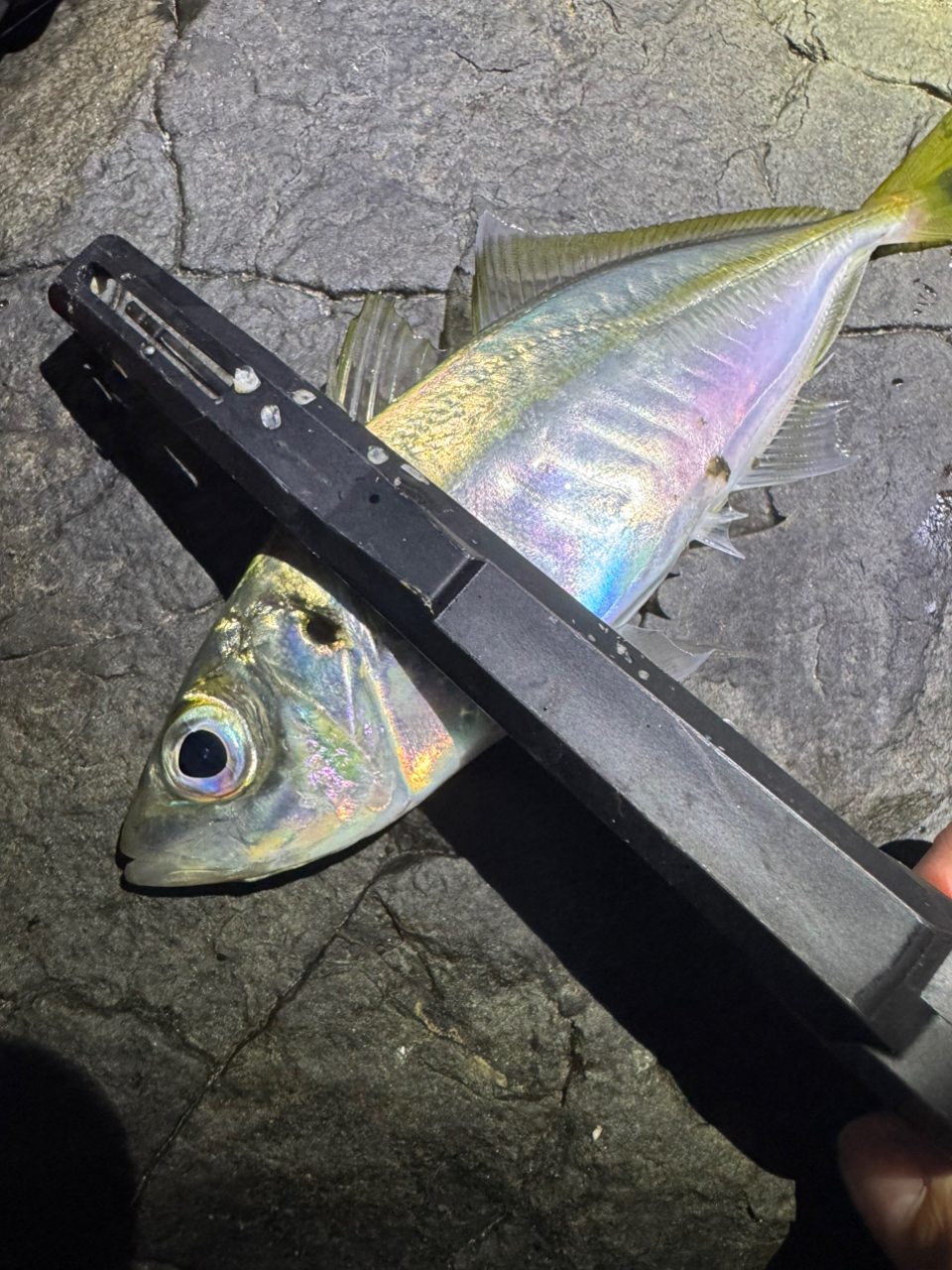 AD5-S582L/AJI 鯵道5G アジング | ロッド,5Gシリーズ,鯵道5G