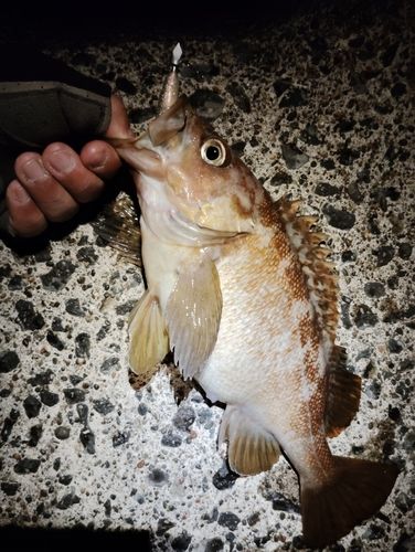 エゾメバルの釣果