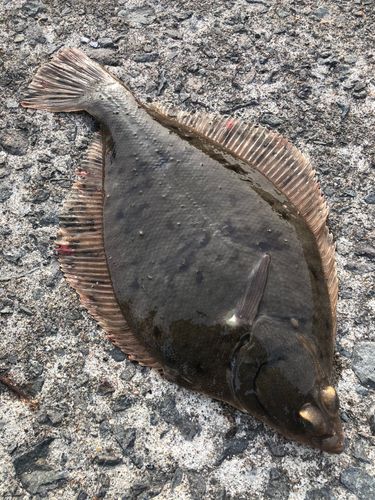 カレイの釣果