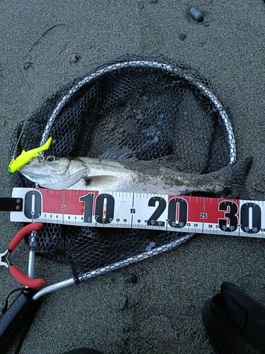 セイゴ（マルスズキ）の釣果