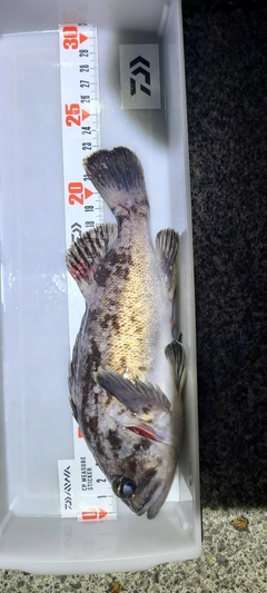 クロソイの釣果