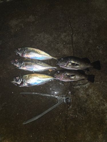 アジの釣果
