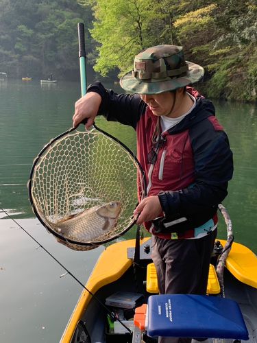 ヘラブナの釣果