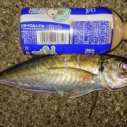 アジ
