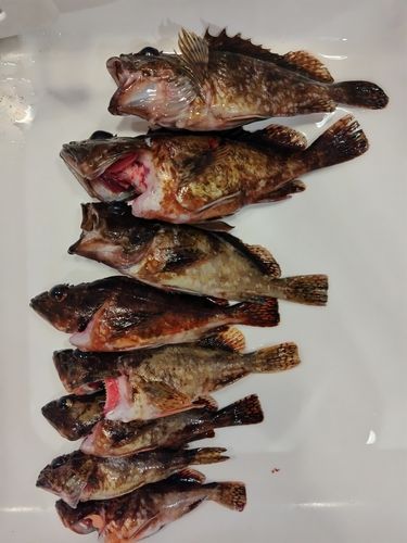 カサゴの釣果