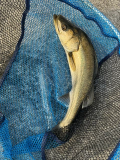 ハネ（マルスズキ）の釣果