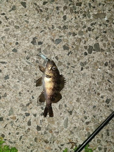 メバルの釣果