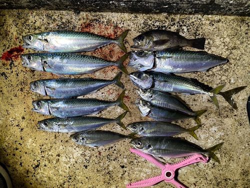 サバの釣果