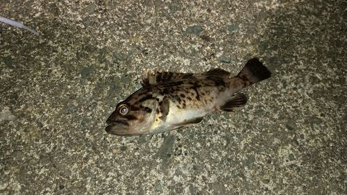 クロソイの釣果