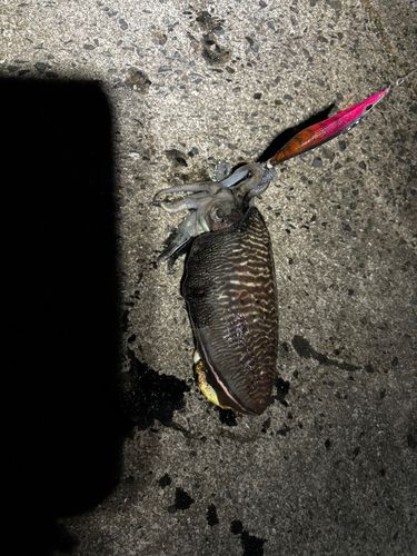 モンゴウイカの釣果