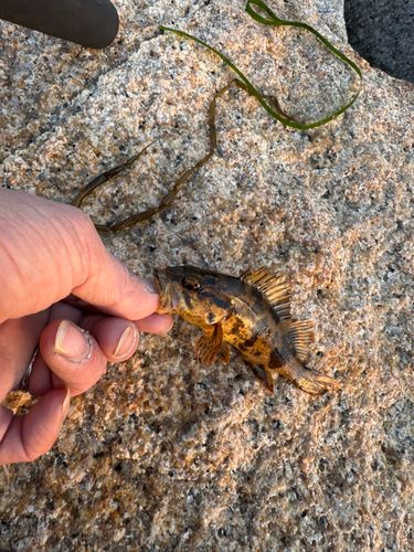 タケノコメバルの釣果