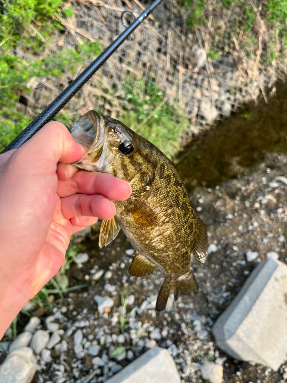 スモールマウスバス