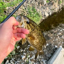 スモールマウスバス