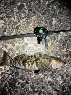 アイナメの釣果