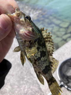 タケノコメバルの釣果