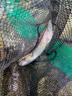 ニジマスの釣果