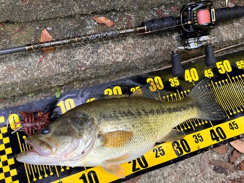 ブラックバスの釣果