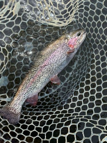 レインボートラウトの釣果
