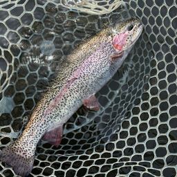 レインボートラウト