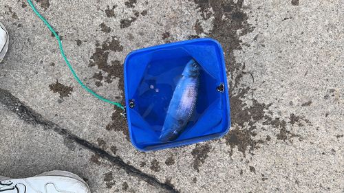 ニシンの釣果
