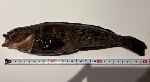 アイナメの釣果