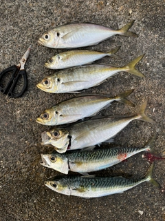 アジの釣果