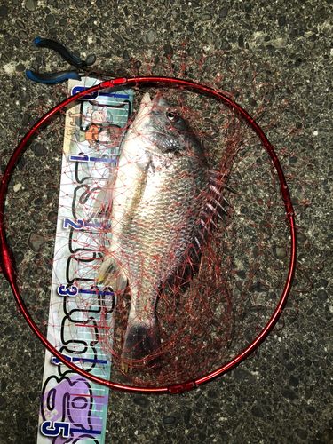 キビレの釣果
