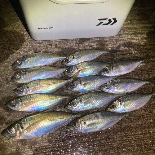 アジの釣果