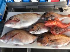 タイの釣果