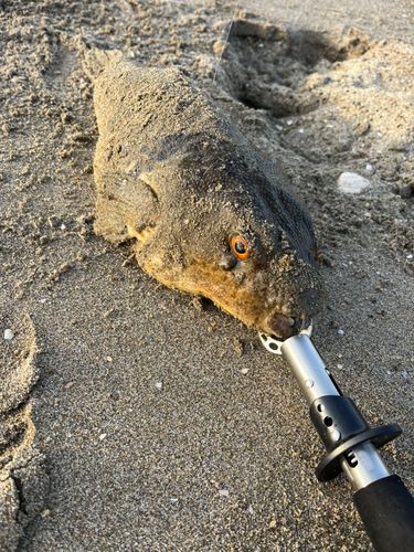アカメフグの釣果