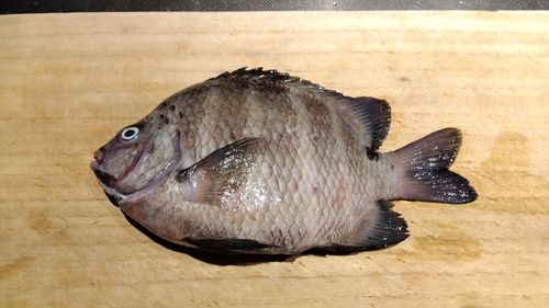 シマスズメダイの釣果