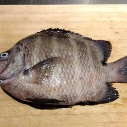 シマスズメダイ