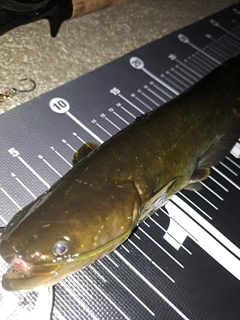 ナマズの釣果