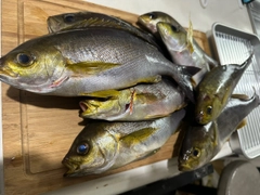 イサキの釣果