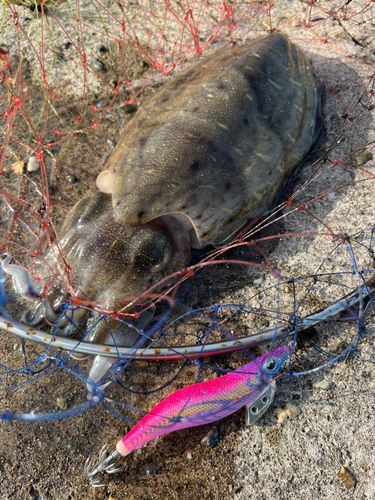 モンゴウイカの釣果