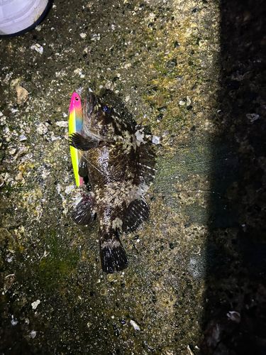 ムラソイの釣果