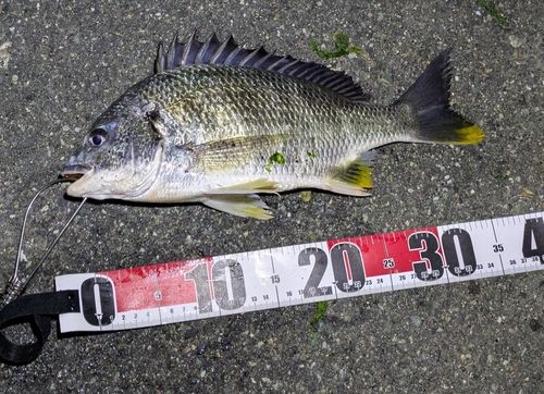 キビレの釣果
