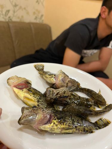 タケノコメバルの釣果