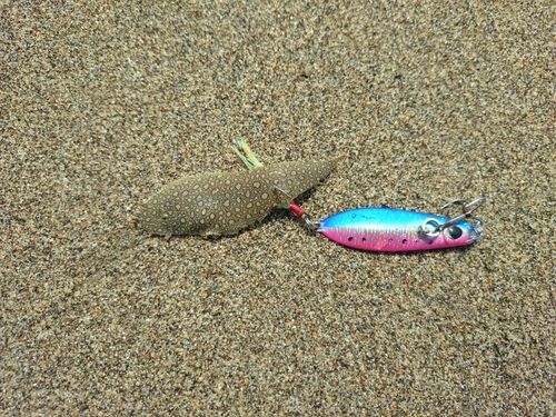 シタビラメの釣果
