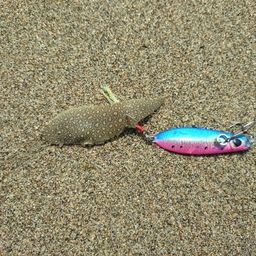 シタビラメ